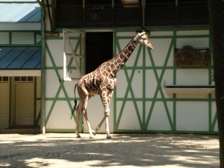 Giraffe