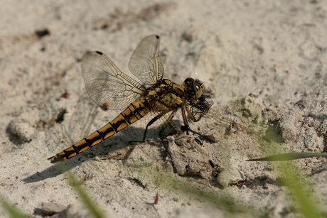 Heidelibel met lekker maaltje