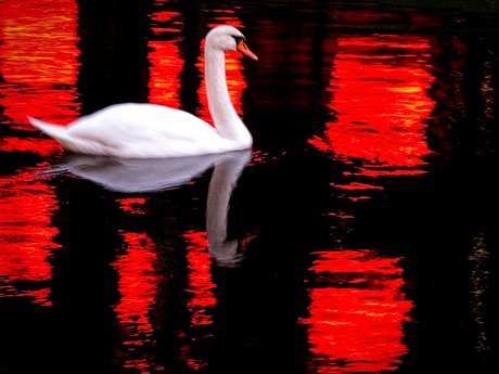 urban swan