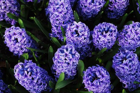 Hyacint blue