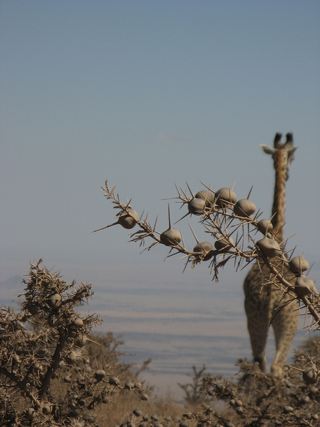 Bye bye Serengeti