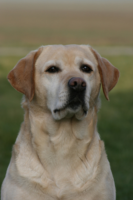 Beige Labrador