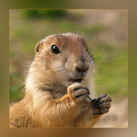 Prairiehondje