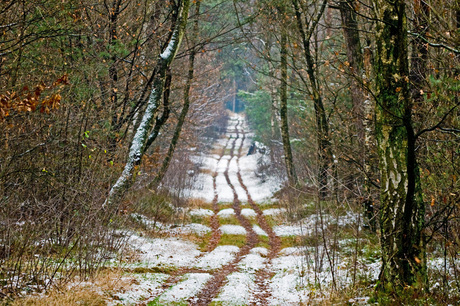 Bospad in sneeuw