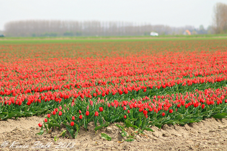 Tulpen - Typical Dutch.