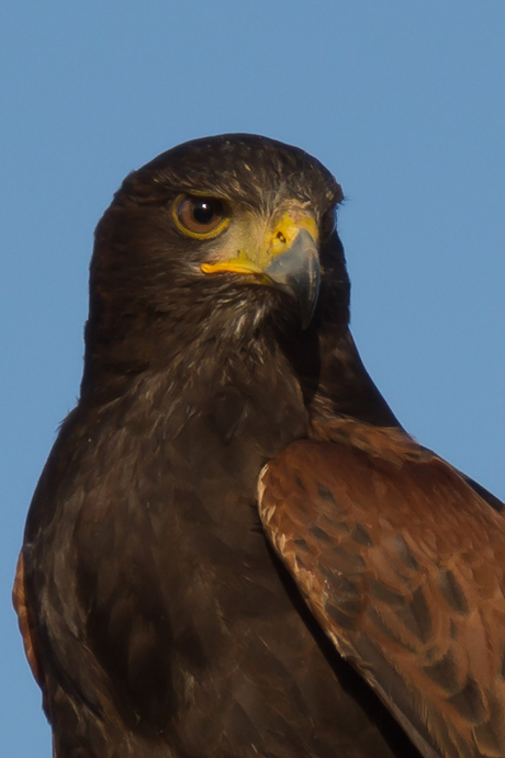 Amerikaanse woestijnbuizerd