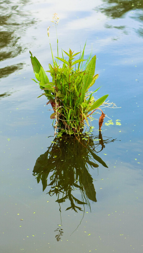 Plukje planten op paal