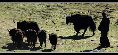 Yak