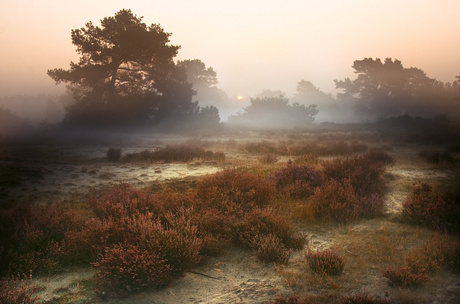 Herfst op de heide