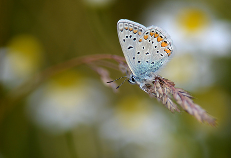 Icarus Blauwtje.