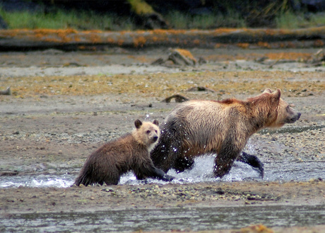 Grizzlyberen excursie in the Night Inlet Vancouver Island