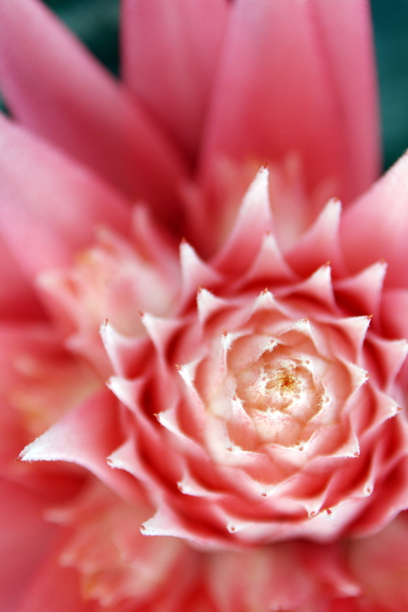 Close-up Bloemetje