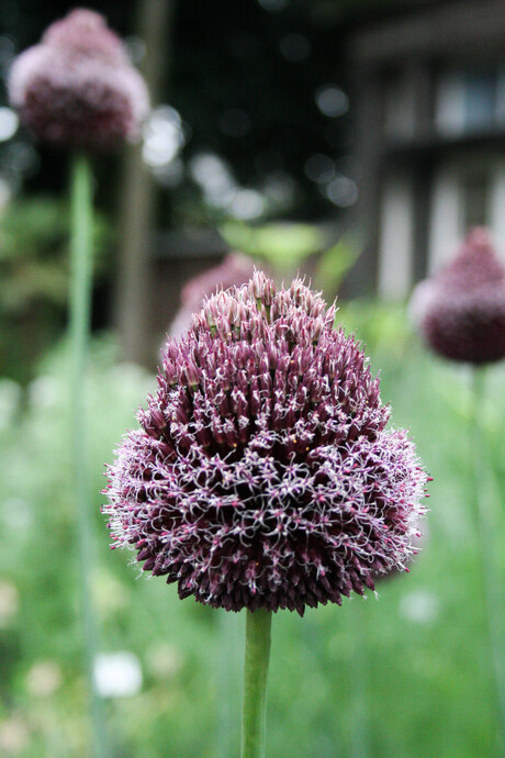 Allium in bloom