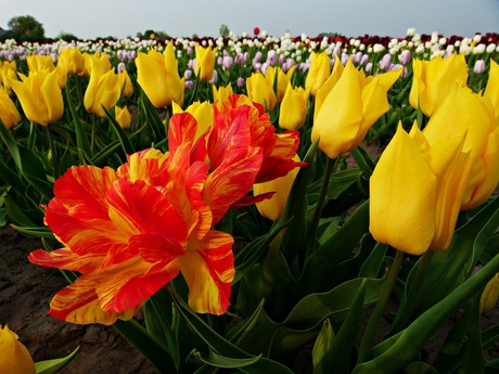 Tulpen uit Wouw