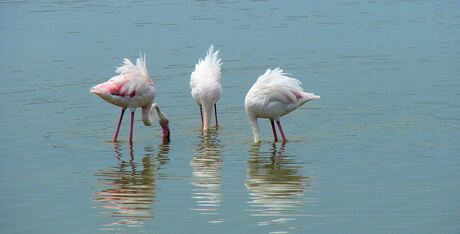 Camarque flamingo's