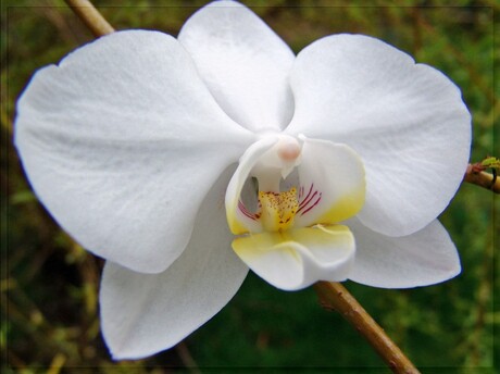 orchidee