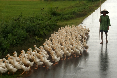 eendenhoeden (Vietnam)