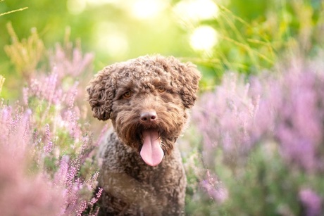 Beau The lagotto