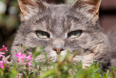 Poes in de bloemen (2)