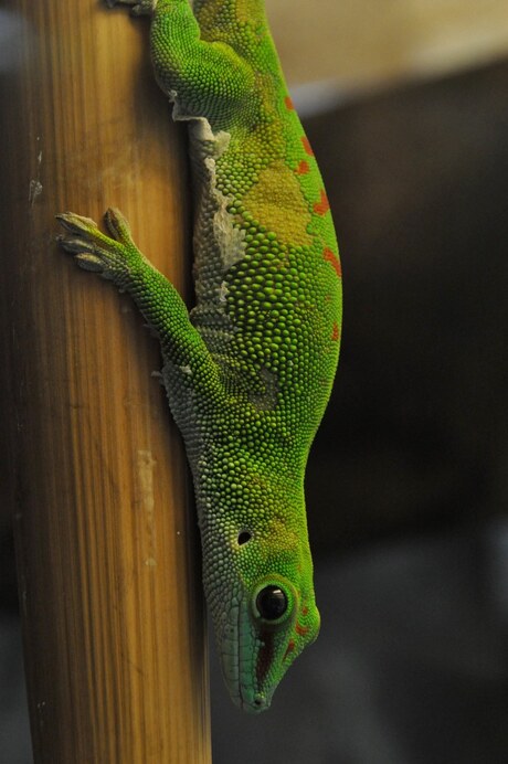 Gecko in Emmen