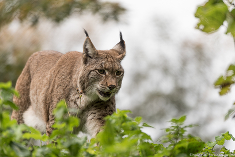 Papa Lynx