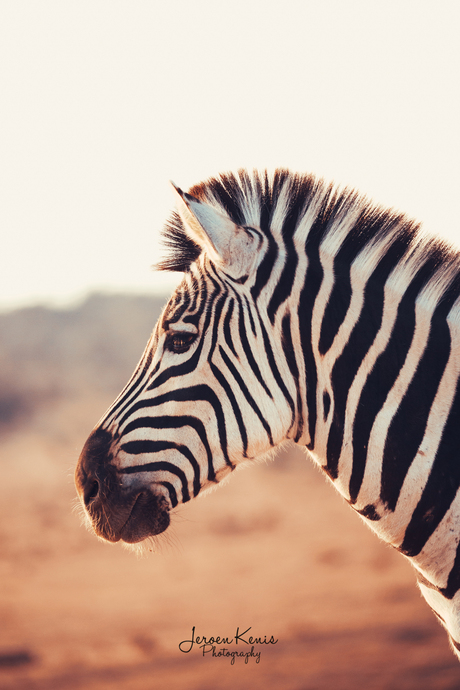 Portret Zebra