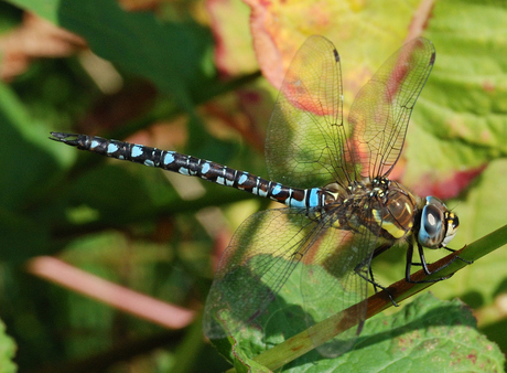 Libelle in de tuin