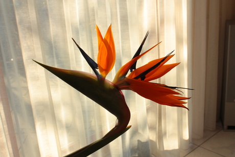 Strelitzia