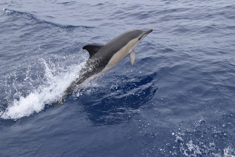 Dolfijn op de Azoren