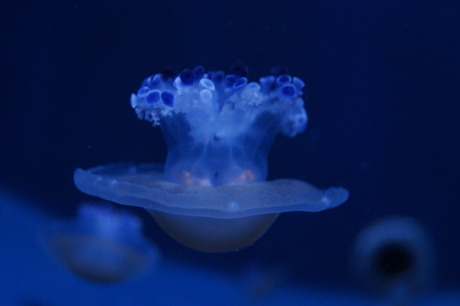 Blue jellyfish