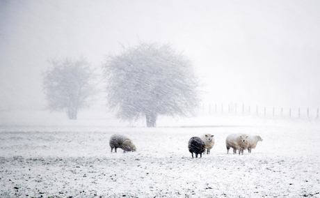 Hollands winterlandschap