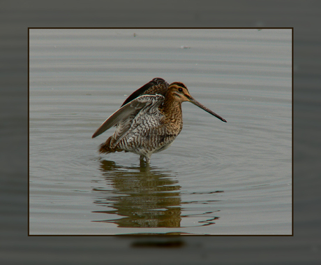 Watersnip