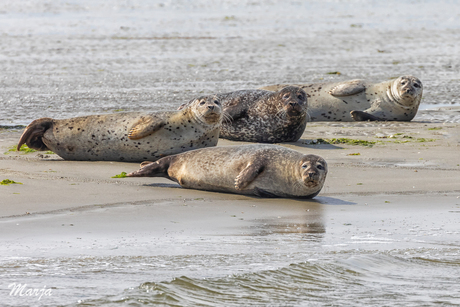 Zeehondjes in de Oosterschelde