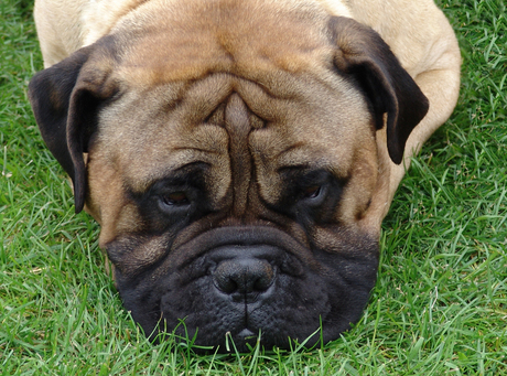 Bull Mastiff