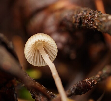 Kleefsteel mycena
