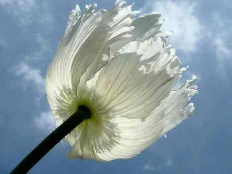 Papaver in tegenlicht