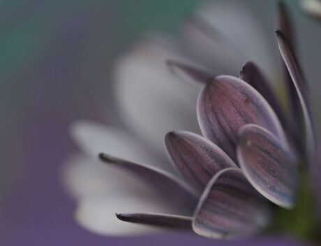 Osteospermum