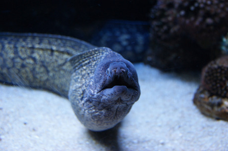 Sidderaal in Palma Aquarium
