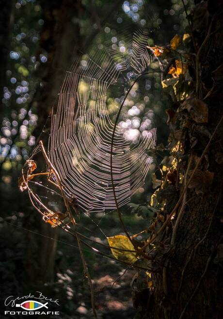 spinweb