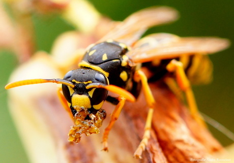 Wasp