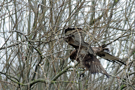 Buizerd mist de tak