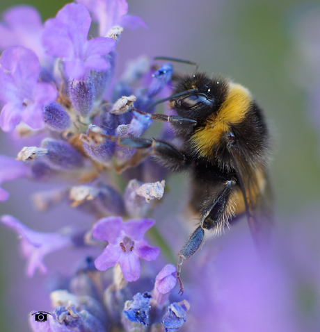 macro foto van afgelopen zomer