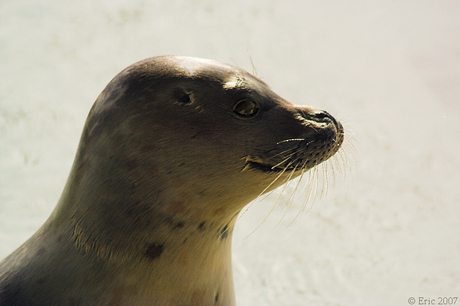 Jonge zeehond