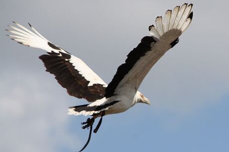 Roofvogelshow Beekse Bergen