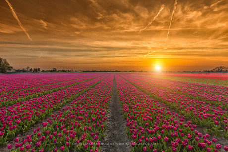 Beautiful tulip sunset