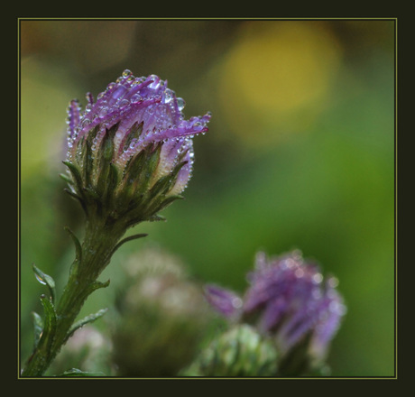 Asterknopje in de ochtenddauw