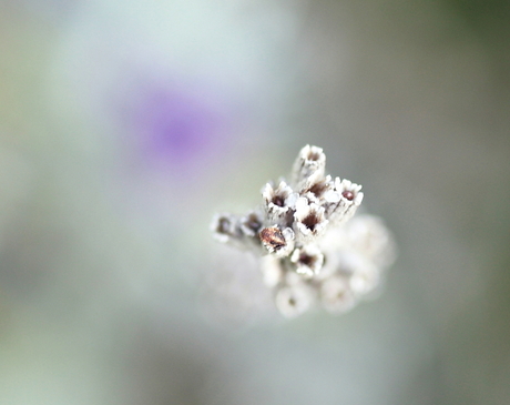 Uitgebloeide lavendel 1.JPG