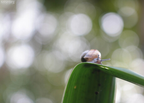 A Snail in the Morning
