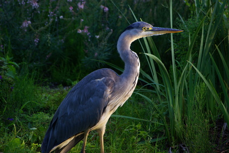 reiger