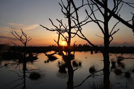 Drenthe - Dwingelerveld